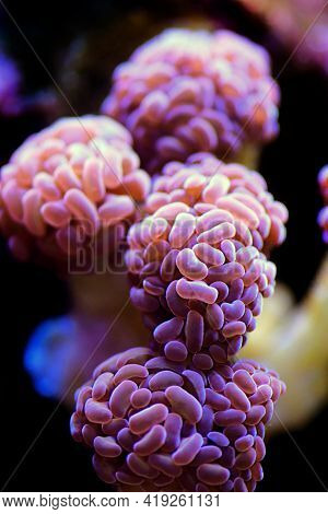 Euphyllia Cristata - Grape Shaped Large Stony Coral