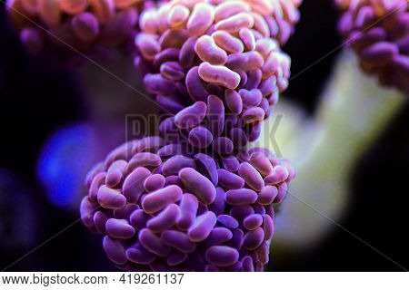 Euphyllia Cristata - Grape Shaped Large Stony Coral