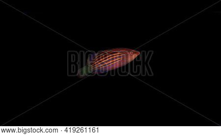 Six Line Wrasse Fish - (pseudocheilinus Hexataenia)