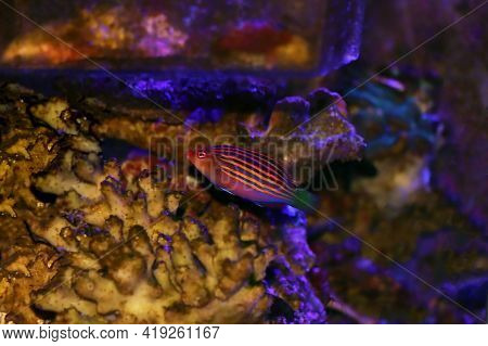 Six Line Wrasse Fish - (pseudocheilinus Hexataenia)