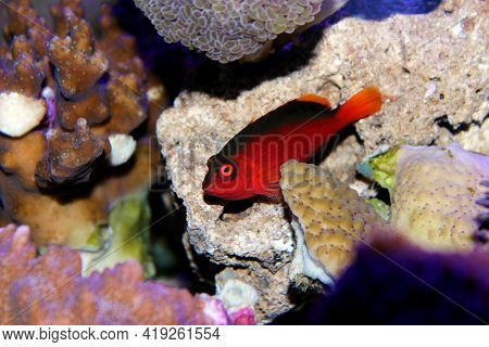 Red Brilliant Flame Hawkfish - (neocirrhites Armatus)