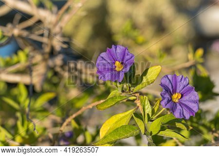 Blue Potatobush Plant With Flowers In Spring Outdoors