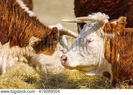 Chandler Herefords Cow Portrait. Brown And White Paint Cow. Cute Orange Cow With White Head