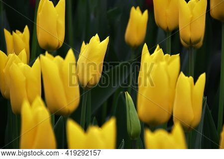 Lily-tulips Flower, Flashback With Yellow Petals With Green Branch And Leaves Growth In Spring Garde