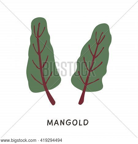 Natural Organic Mangold Plant Leaves Vector Illustration. Simple Flat Colored Chard Ingredient In Do