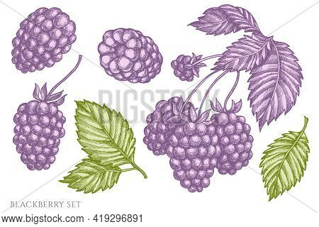 Vector Set Of Hand Drawn Pastel Blackberry Stock Illustration