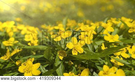 Summer Meadow With Yellow Flowers In The Afternoon