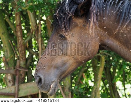 A Number Of Flies Pester A Horse In The Summer.