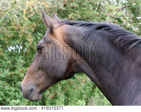 A Head Shot Of A Pretty Bay Horse.