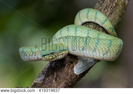 A Very Venomous And Endemic Snake Sabah Pit Viper Bornean Keeled Pit Vipe With Nature Green Backgrou