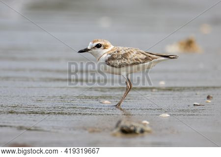 Nature Wildlife Image Of Malaysian Plover Is A Small Wader That Nests On Beaches And Salt Flats In S