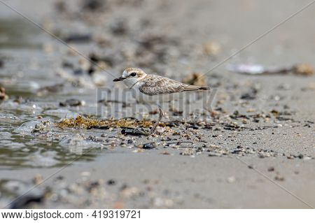 Nature Wildlife Image Of Malaysian Plover Is A Small Wader That Nests On Beaches And Salt Flats In S
