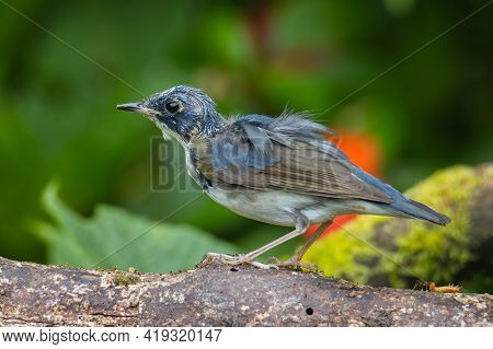 Juvenile Blue-and-white Flycatcher, Japanese Flycatcher Male Blue And White Color Perched On A Tree