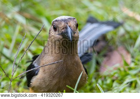 Nature Wildlife Image Of Beautiful Huge Bird Of Bornean Treepie (dendrocitta Cinerascen) Known Also