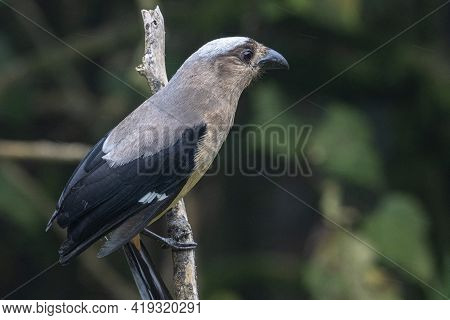 Nature Wildlife Image Of Beautiful Huge Bird Of Bornean Treepie (dendrocitta Cinerascen) Known Also