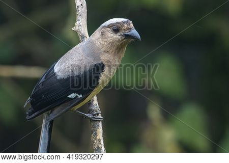 Nature Wildlife Image Of Beautiful Huge Bird Of Bornean Treepie (dendrocitta Cinerascen) Known Also