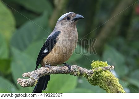 Nature Wildlife Image Of Beautiful Huge Bird Of Bornean Treepie (dendrocitta Cinerascen) Known Also