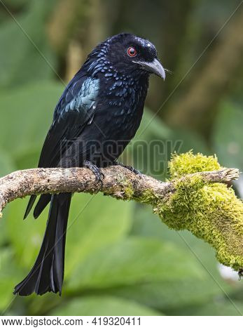 Nature Wildlife Image Of Bronze Drongo Bird (dicrurus Aeneus) On Perch