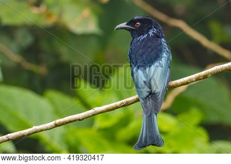 Nature Wildlife Image Of Bronze Drongo Bird (dicrurus Aeneus) On Perch