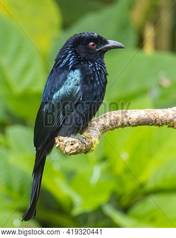 Nature Wildlife Image Of Bronze Drongo Bird (dicrurus Aeneus) On Perch