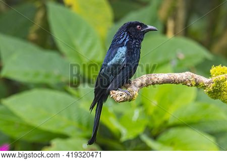 Nature Wildlife Image Of Bronze Drongo Bird (dicrurus Aeneus) On Perch