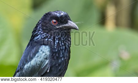 Nature Wildlife Image Of Bronze Drongo Bird (dicrurus Aeneus) On Perch