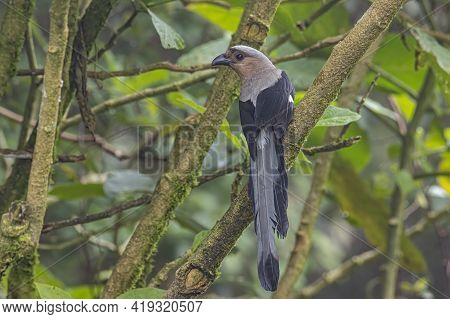 Nature Wildlife Image Of Beautiful Huge Bird Of Bornean Treepie (dendrocitta Cinerascen) Known Also