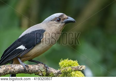 Nature Wildlife Image Of Beautiful Huge Bird Bornean Treepie (dendrocitta Cinerascen) Known Also End