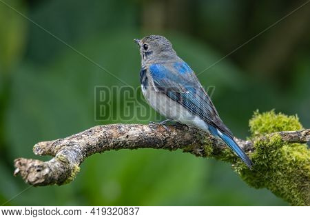 Juvenile Blue-and-white Flycatcher, Japanese Flycatcher Male Blue And White Color Perched On A Tree