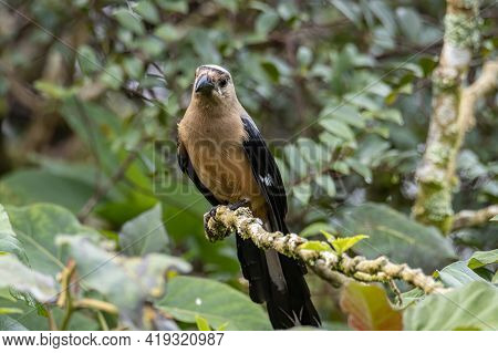 Nature Wildlife Image Of Beautiful Huge Bird Bornean Treepie (dendrocitta Cinerascen) Known Also End