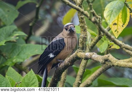 Nature Wildlife Image Of Beautiful Huge Bird Bornean Treepie (dendrocitta Cinerascen) Known Also End