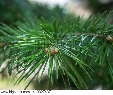 Growing Green Branch Of Cedar Close Up, Blurred Focus
