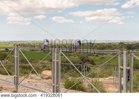 Wild Pigeons Sit On The Fence Of The Economic Cave - Columbarium - A Dovecote Near The Excavations O