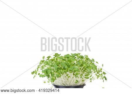 Bok Choy Micro Greens In Black Pot Isolated On White Background With Copy Space. Micro Green Arugula