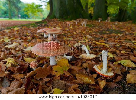 Funghi nel bosco