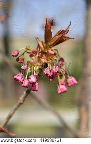 Japanese Flowering Cherry Kanzan New Leaves And Flower Buds - Latin Name - Prunus Serrulata Kanzan