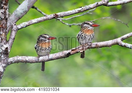 Couple Of  Spot-backed Puffbird (nystalus Maculatus) Perched On A Branch