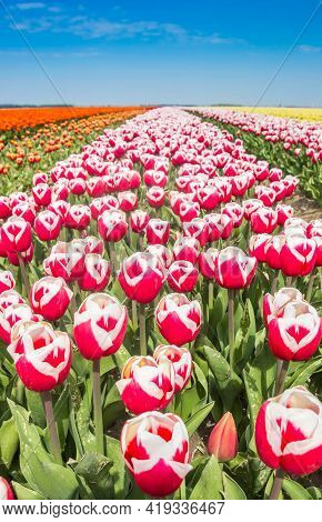 Close Up Of Red And White Tulips In Noordoostpolder, Netherlands