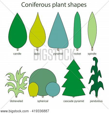 Coniferous Plant Shapes - Disheveled Spherical Cascade Pyramid Pendulous Candle Drop Spindle Rocket