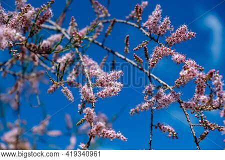 Tamarisk, Evergreen Deciduous Plant, Pink Flowers, Blooming, Grow On Saline Soils. Sunny Day, Blue S