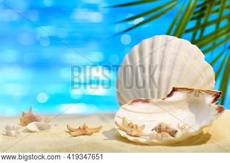 Pectinida Seashell, Starfish And Other Saltwater Clams On The White Sand Beach. Coastal Landscape On