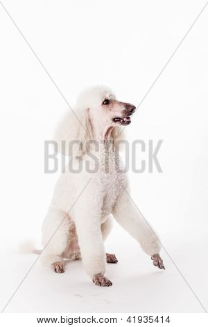 Hvid Royal puddelhund