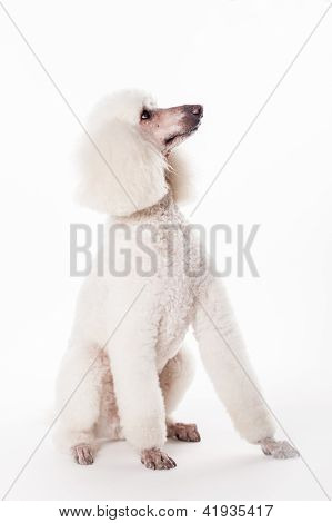 Hvid Royal puddelhund
