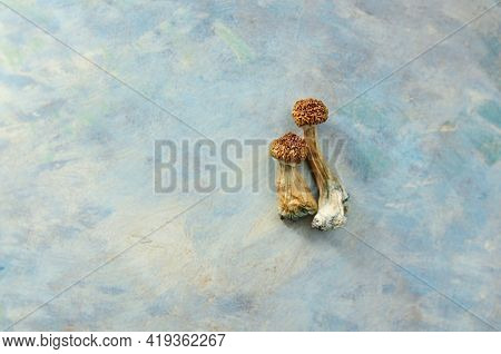 Psilocybe Cubensis Mushrooms Isolated On Grey Background. Psilocybin Psychedelic Magic Mushrooms Gol
