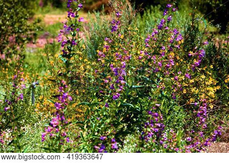 Lush Chaparral Plants And Wildflower Blossoms During Spring Taken At A Chaparral Woodland On A Grass