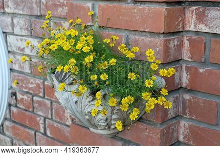 Bright And Beautiful Butter Daisy Or Little Yellow Star Flowers In A Wooden Pot, Signs Of Spring And