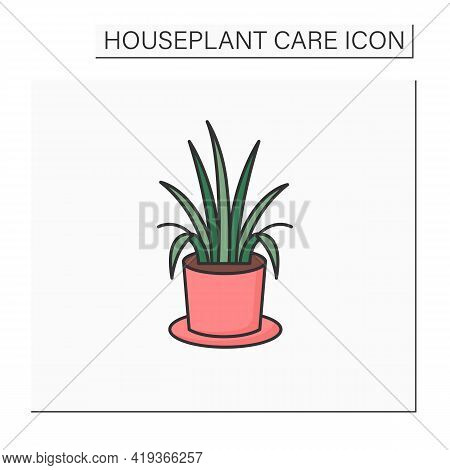 Chlorophytum Comosum Color Icon. Home Gardening. Tropical Plant Interior Decor. Beautiful Home Plant