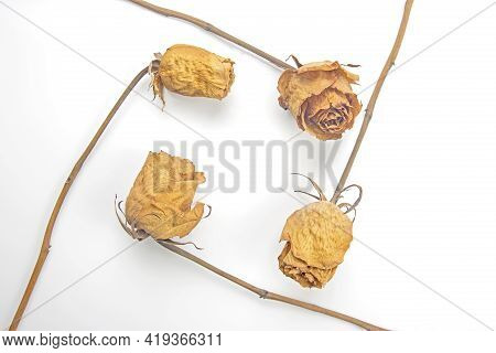 The Four Dry Rose On White Background