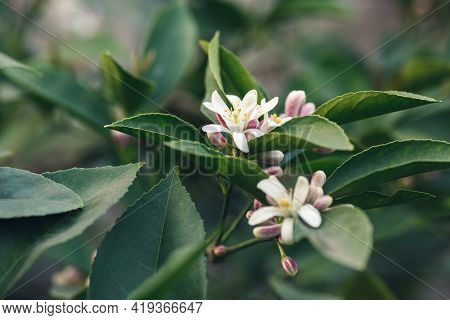 Close-up Of The Buds Of A Blooming Lemon Tree.