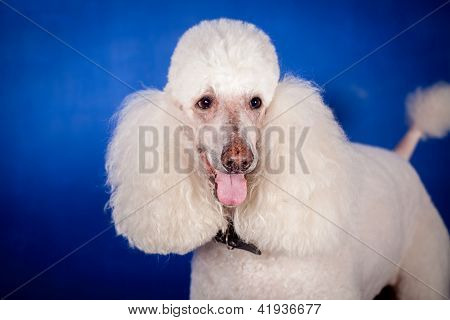 Hvid Royal puddelhund